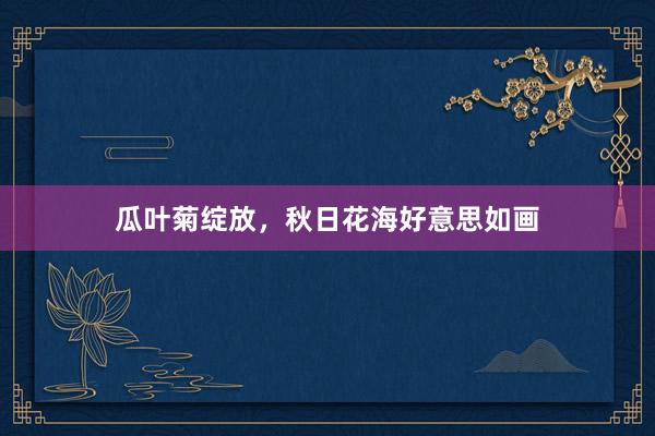 瓜叶菊绽放，秋日花海好意思如画